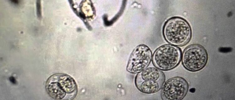 клетки на протозойни паразити