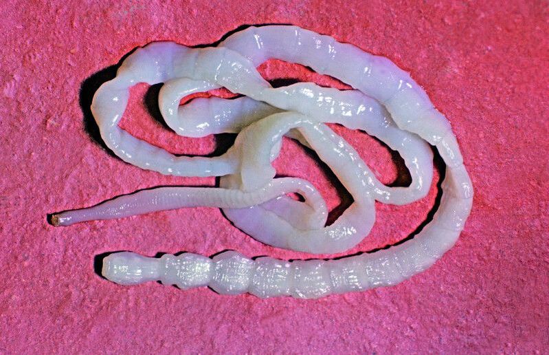 Говеждата тения е често срещан чревен червей